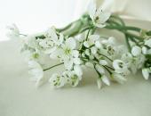 ※販売期間外※【直前0124】アリウムコワニー　曲り指定