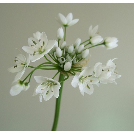 直前0124 アリウムコワニー 曲り指定 通販 はなどんやアソシエ 直前0124 アリウムコワニー 曲り指定 通販 はなどんやアソシエ