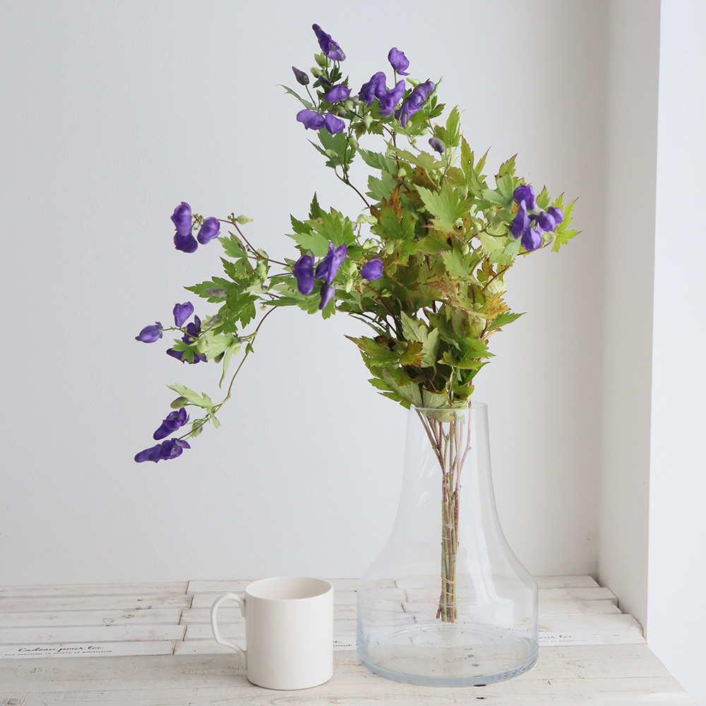 生花 トリカブト 紫 有毒植物です 商品説明を必ずご確認下さい 通販 はなどんやアソシエ 生花 トリカブト 紫 有毒植物です 商品説明を必ずご確認下さい 通販 はなどんやアソシエ