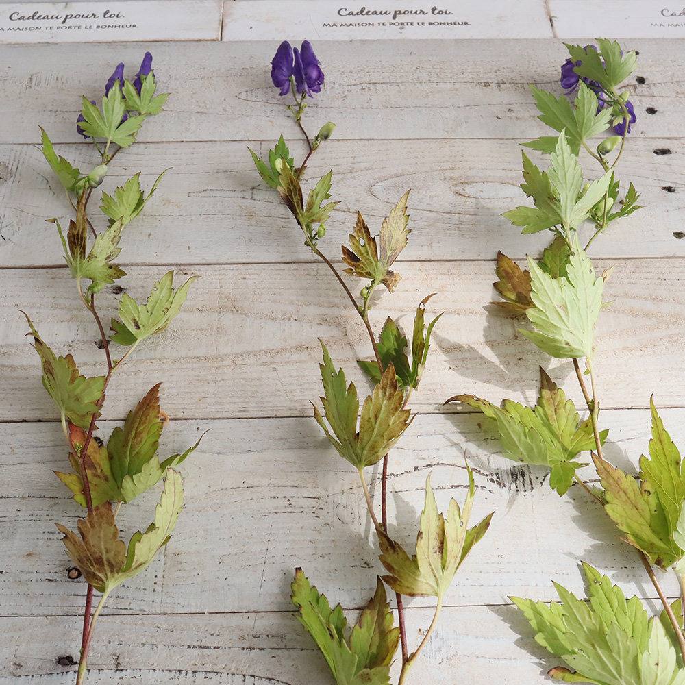 生花 トリカブト 紫 商品説明を必ずご確認下さい 通販 はなどんやアソシエ 生花 トリカブト 紫 商品説明を必ずご確認下さい 通販 はなどんやアソシエ