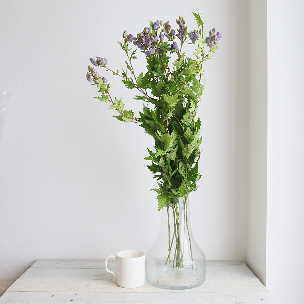 直前 トリカブト 紫 商品説明を必ずご確認下さい 生花 通販 はなどんやアソシエ 直前 トリカブト 紫 商品説明を必ずご確認下さい 生花 通販 はなどんやアソシエ