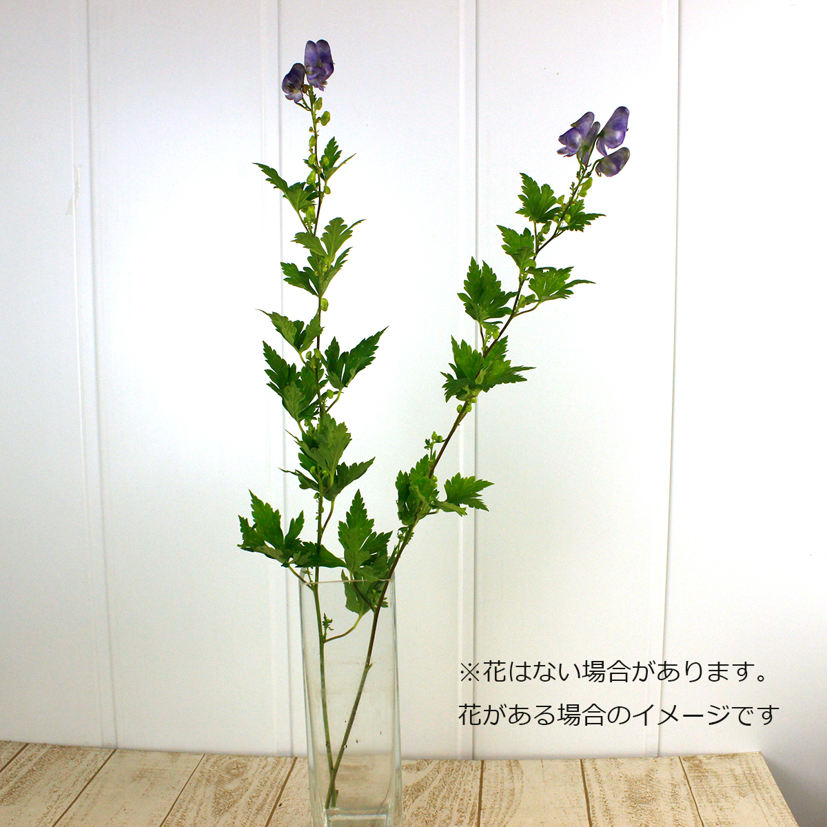 直前 トリカブト 花なし又は花ガラのみ 商品説明を必ずご確認下さい 通販 はなどんやアソシエ 直前 トリカブト 花なし又は花ガラのみ 商品説明を必ずご確認下さい 通販 はなどんやアソシエ