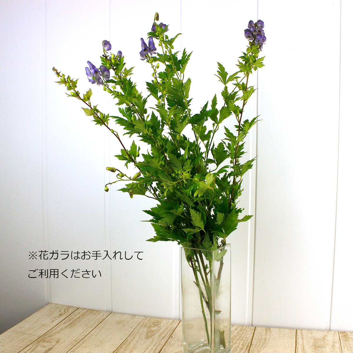 直前 トリカブト 花なし又は花ガラのみ 商品説明を必ずご確認下さい 通販 はなどんやアソシエ 直前 トリカブト 花なし又は花ガラのみ 商品説明を必ずご確認下さい 通販 はなどんやアソシエ