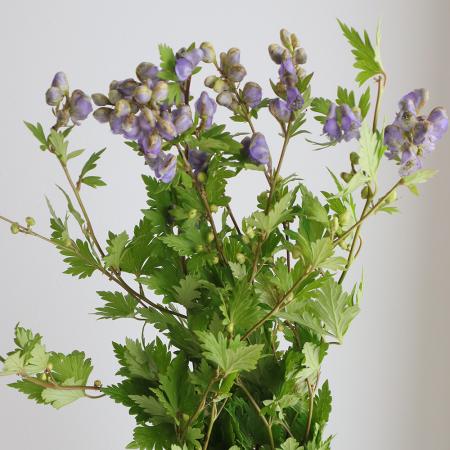 【生花】山トリカブト(ライトブルー)六合村【OT】※有毒植物です。商品説明を必ずご確認下さい