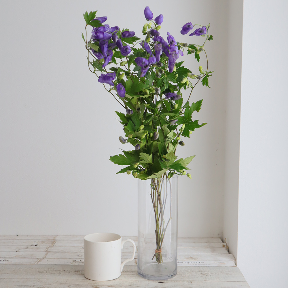 08直前FJ】トリカブト 70cm ※有毒植物です。商品説明を必ずご確認