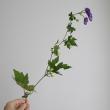 【08直前】【生花】トリカブト　六合村【OT】※有毒植物です。商品説明を必ずご確認下さい