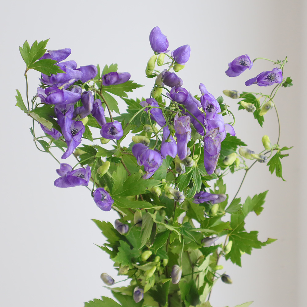 08直前FJ】トリカブト 70cm ※有毒植物です。商品説明を必ずご確認