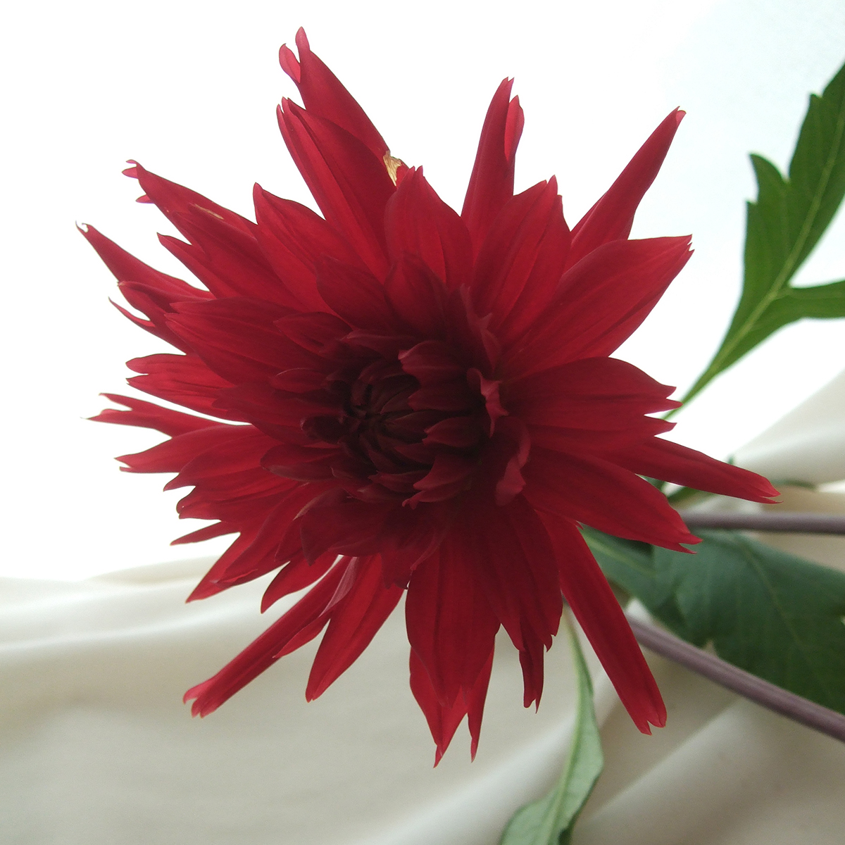 生花 ダリア 赤系 朝日てまりなど Ita 今週のオトク 通販 はなどんやアソシエ 生花 ダリア 赤系 朝日てまりなど Ita 今週のオトク 通販 はなどんやアソシエ