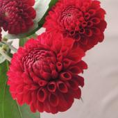 赤いダリアの花 生花】ダリア おまかせ赤【OT】40cm- - 花材通販はなどんやアソシエ