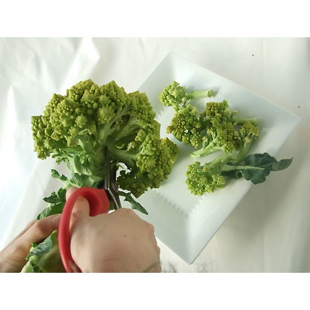 生花 大佐和花き園 カリフラワー ロマネスコ ミニ 木 金 お届けなし 通販 はなどんやアソシエ 生花 大佐和花き園 カリフラワー ロマネスコ ミニ 木 金 お届けなし 通販 はなどんやアソシエ