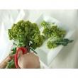 【生花】大佐和花き園　カリフラワー　ロマネスコ(ミニ)※(木)・(金)お届けなし