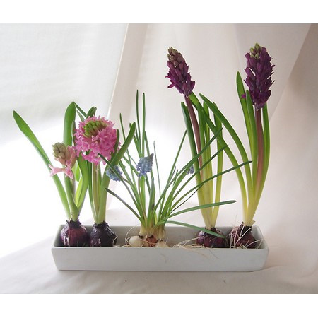 直前 球根つき切花ヒヤシンス 青 紫系おまかせ 生花 通販 はなどんやアソシエ 直前 球根つき切花ヒヤシンス 青 紫系おまかせ 生花 通販 はなどんやアソシエ