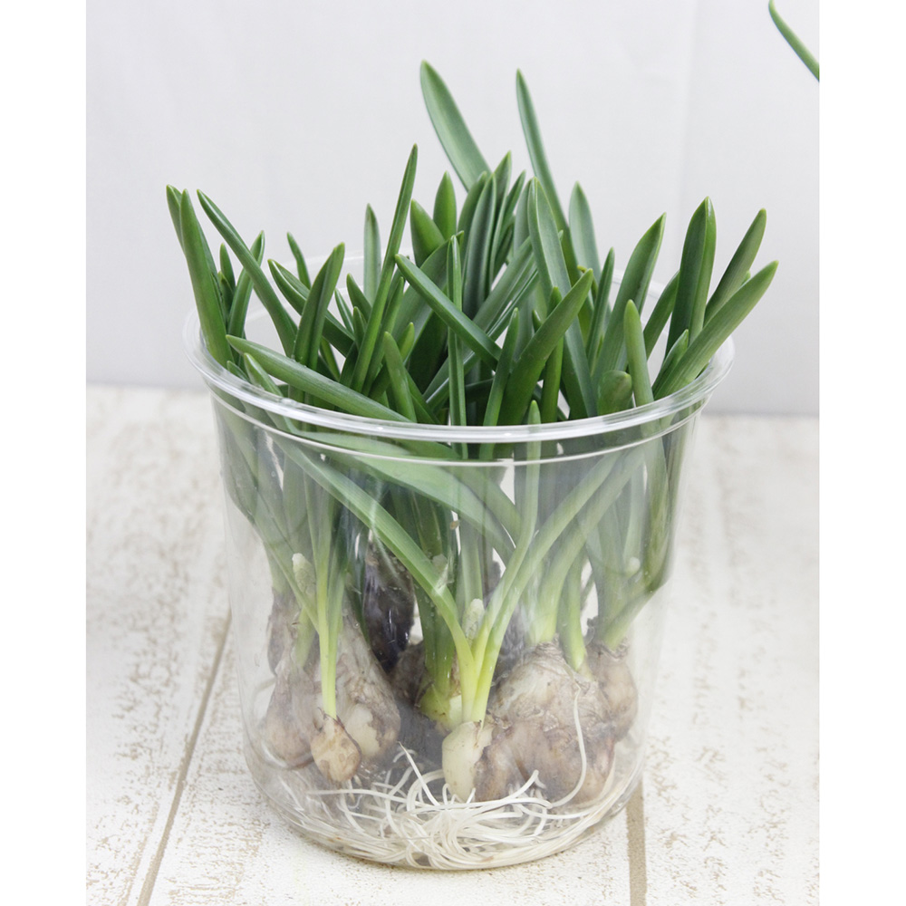 直前 生花 ムスカリ球根つき 白 ホワイトマジックなど ユナイテッドff 早締切 71 通販 はなどんやアソシエ 直前 生花 ムスカリ球根つき 白 ホワイトマジックなど ユナイテッドff 早締切 71 通販 はなどんやアソシエ