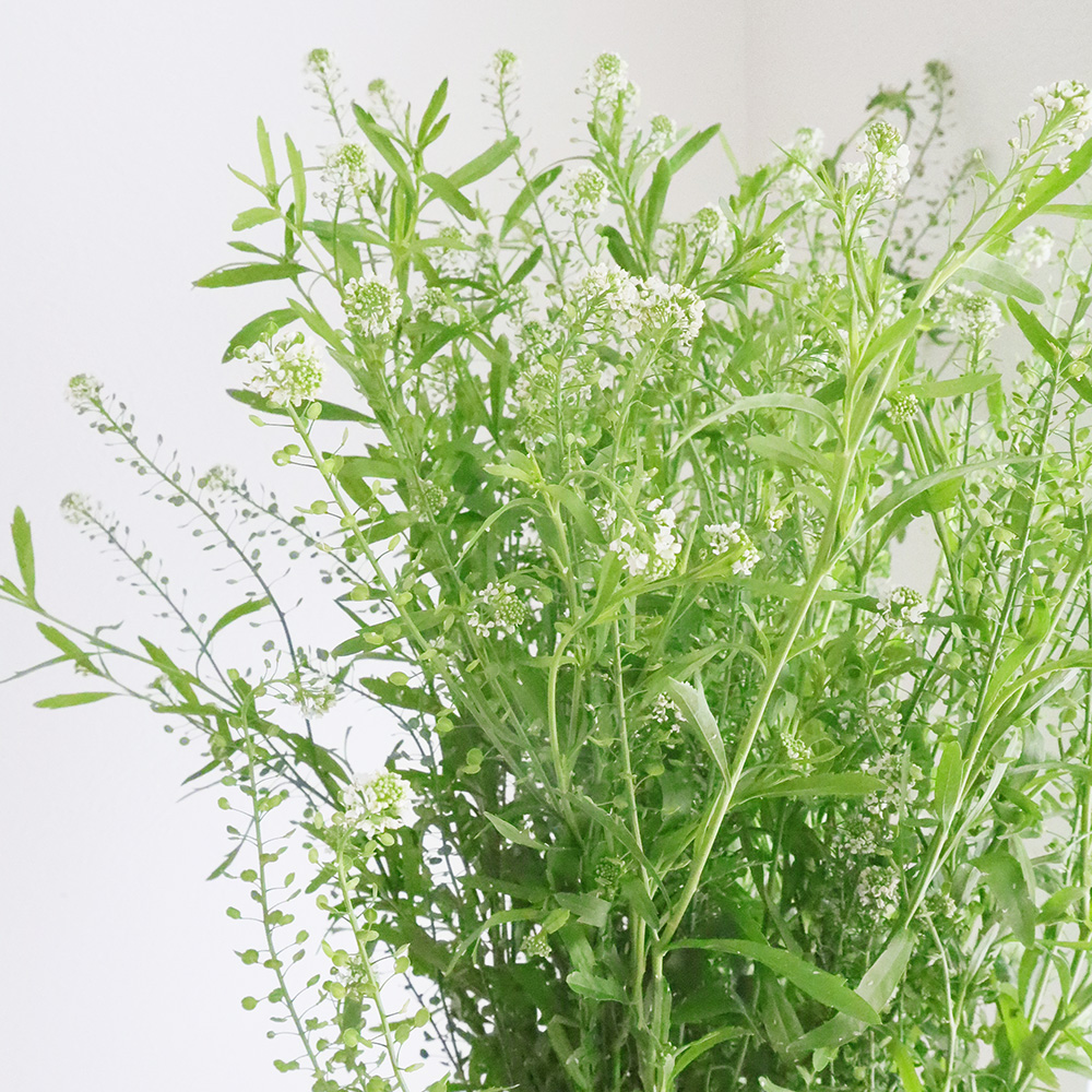 生花 タラスピ オファリム 西洋ナズナ 60cm Fj 通販 はなどんやアソシエ 生花 タラスピ オファリム 西洋ナズナ 60cm Fj 通販 はなどんやアソシエ