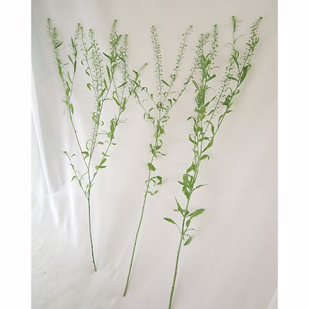 生花 タラスピ オファリム 西洋ナズナ 60cm Ot 通販 はなどんやアソシエ 生花 タラスピ オファリム 西洋ナズナ 60cm Ot 通販 はなどんやアソシエ