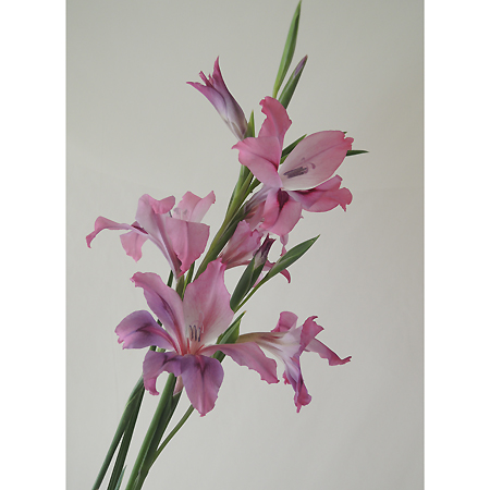 生花 小輪グラジオラス スプリンググラジオラス ピンク 今週のオトク 通販 はなどんやアソシエ 生花 小輪グラジオラス スプリンググラジオラス ピンク 今週のオトク 通販 はなどんやアソシエ