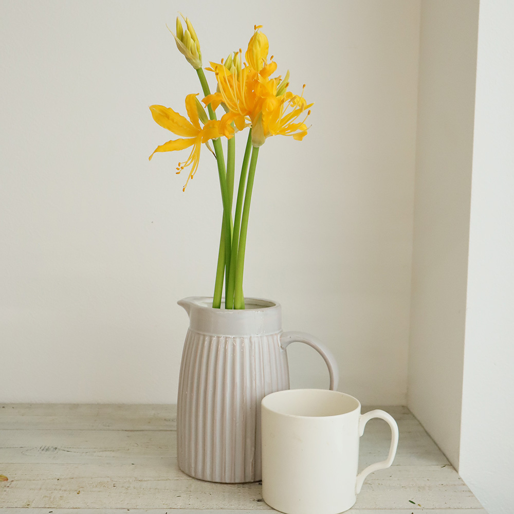 生花 リコリス オーレア 黄色 40cm 通販 はなどんやアソシエ 生花 リコリス オーレア 黄色 40cm 通販 はなどんやアソシエ