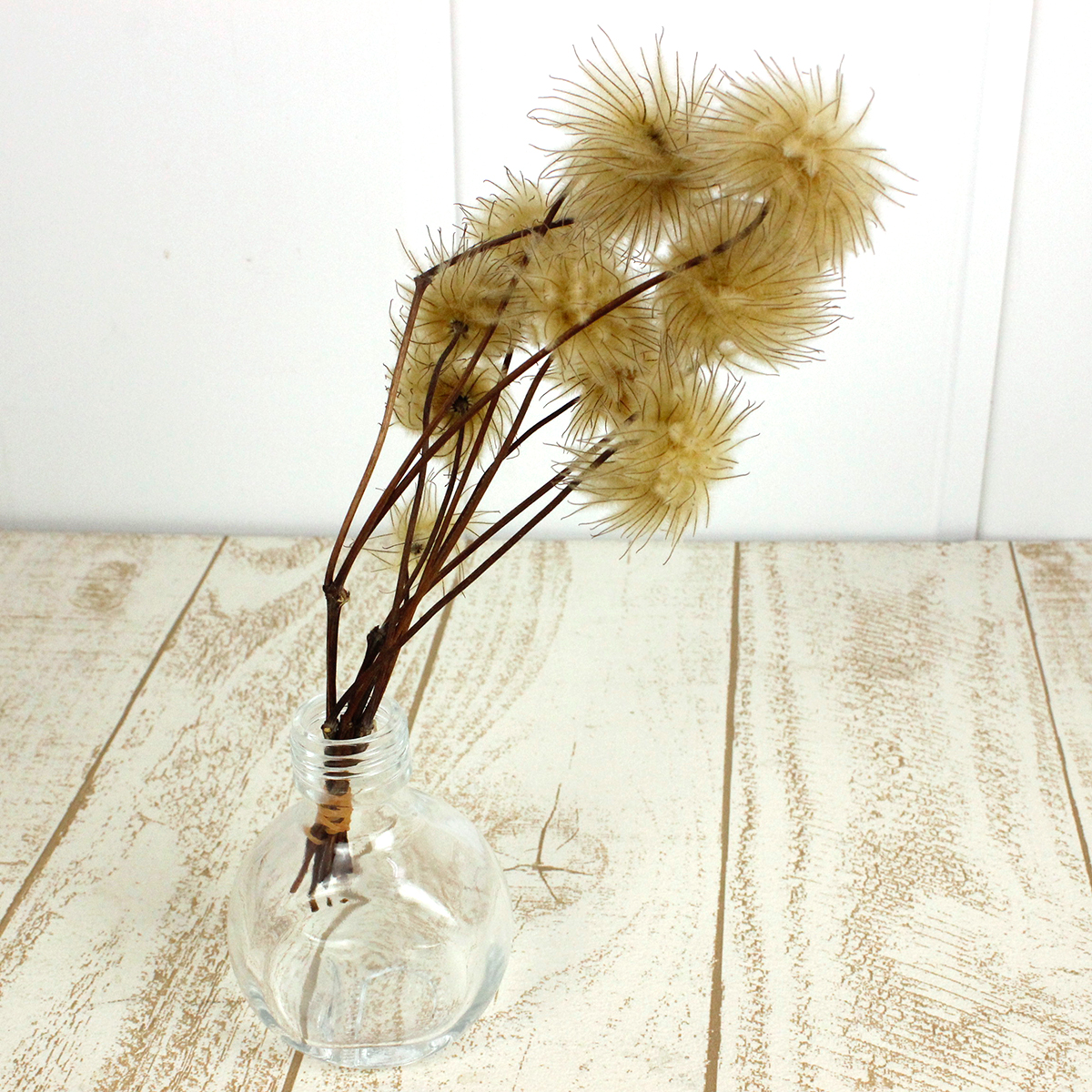 ドライ】J・flow/クレマチスシード ゴールド 5本【S1-31】 - 花材通販