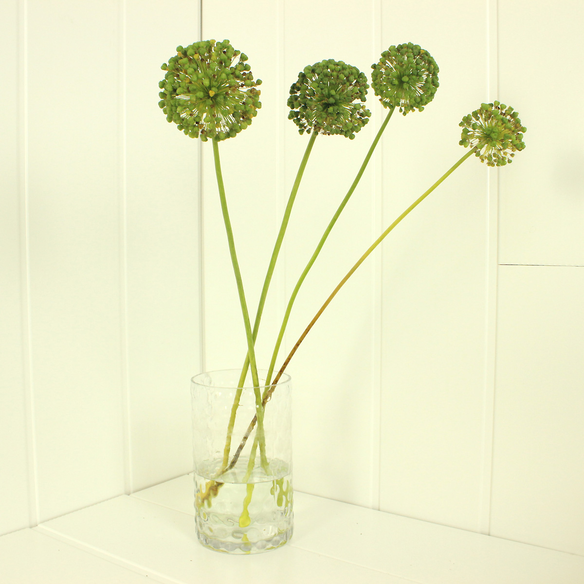 生花 アリウムの実 通販 はなどんやアソシエ 生花 アリウムの実 通販 はなどんやアソシエ
