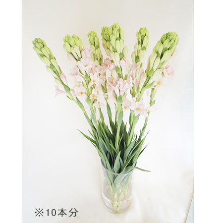生花 高成園さんのチューベローズ センセーション60cm 淡いピンク一重 通販 はなどんやアソシエ 生花 高成園さんのチューベローズ センセーション60cm 淡いピンク一重 通販 はなどんやアソシエ