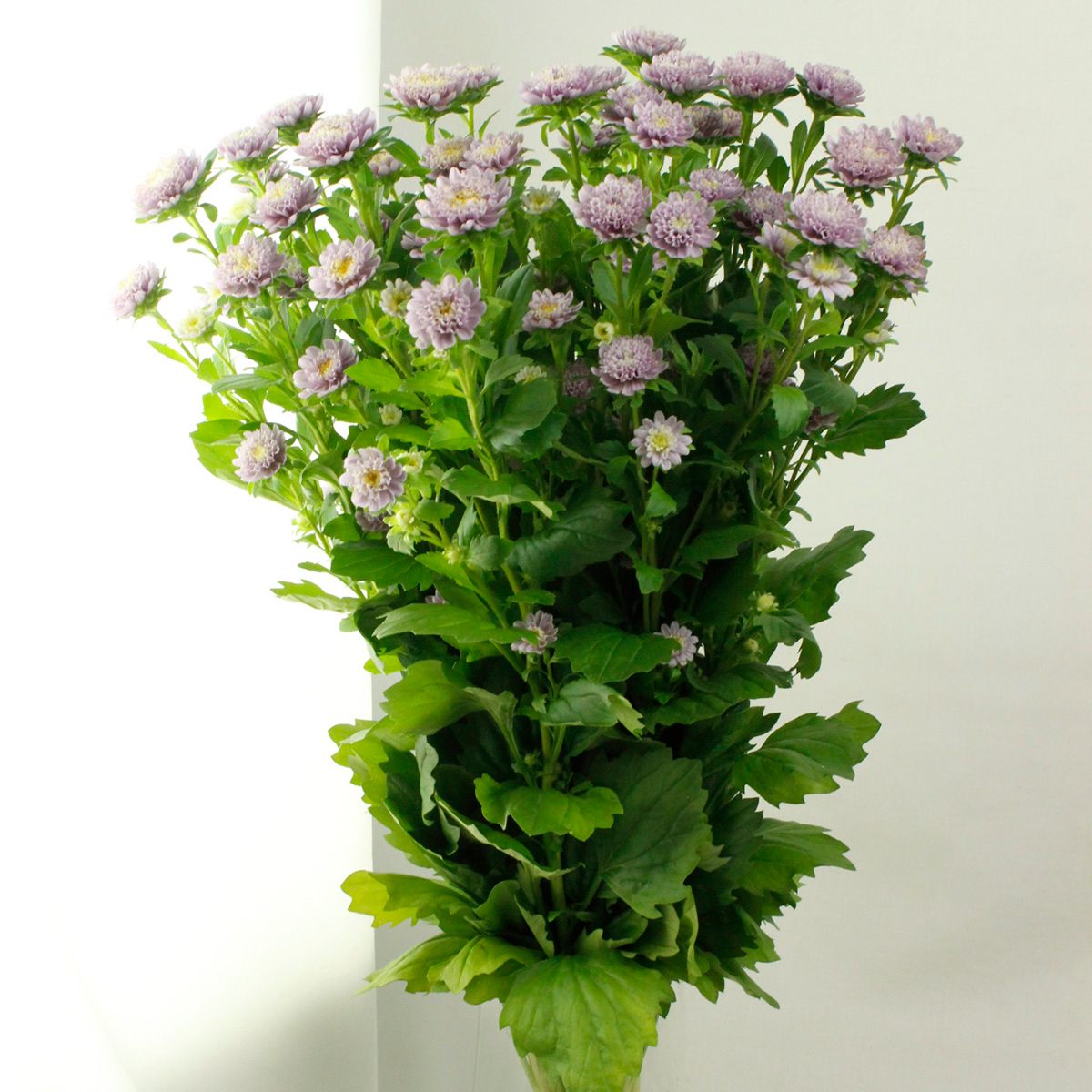 生花 アスター ココットラベンダー ポンポン咲き 淡い紫 通販 はなどんやアソシエ 生花 アスター ココットラベンダー ポンポン咲き 淡い紫 通販 はなどんやアソシエ