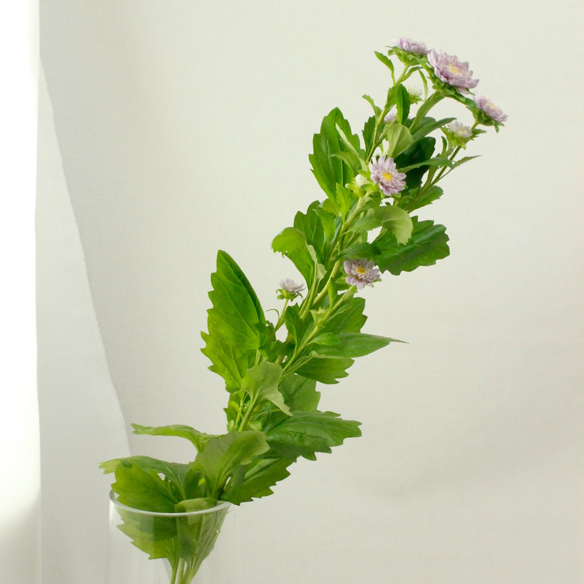 生花 アスター ココットラベンダー ポンポン咲き 淡い紫 通販 はなどんやアソシエ 生花 アスター ココットラベンダー ポンポン咲き 淡い紫 通販 はなどんやアソシエ