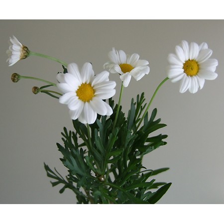 生花 小輪マーガレット 白 ボリューム割引 通販 はなどんやアソシエ 生花 小輪マーガレット 白 ボリューム割引 通販 はなどんやアソシエ