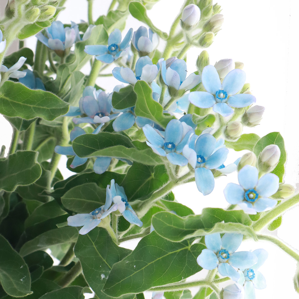 直前 ブルースター ピュアブルー 丸弁 高知県産 生花 通販 はなどんやアソシエ 直前 ブルースター ピュアブルー 丸弁 高知県産 生花 通販 はなどんやアソシエ