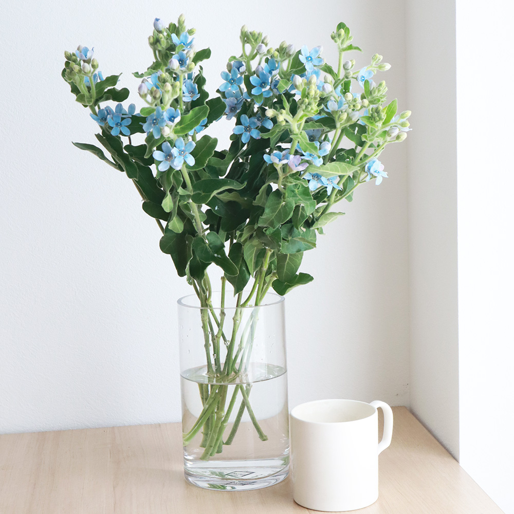 生花 ブルースター ピュアブルー 丸弁 高知県 芸西など Ot 通販 はなどんやアソシエ 生花 ブルースター ピュアブルー 丸弁 高知県 芸西など Ot 通販 はなどんやアソシエ