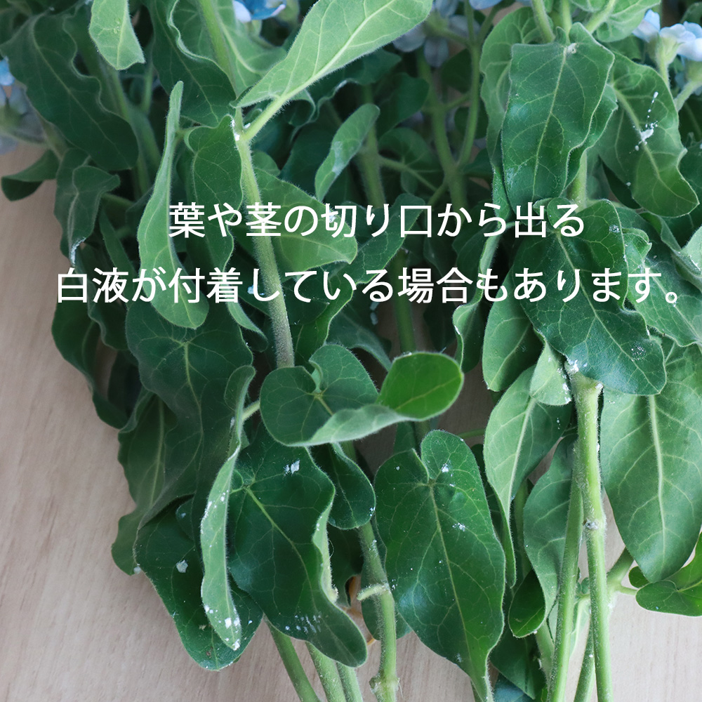生花 ブルースター ピュアブルー 丸弁 高冷地 みなみ信州など Ot 通販 はなどんやアソシエ 生花 ブルースター ピュアブルー 丸弁 高冷地 みなみ信州など Ot 通販 はなどんやアソシエ