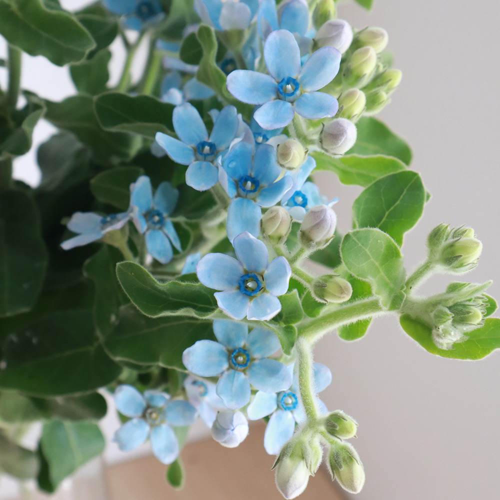 生花 ブルースター ピュアブルー 丸弁 高知県 芸西など Ot 通販 はなどんやアソシエ 生花 ブルースター ピュアブルー 丸弁 高知県 芸西など Ot 通販 はなどんやアソシエ