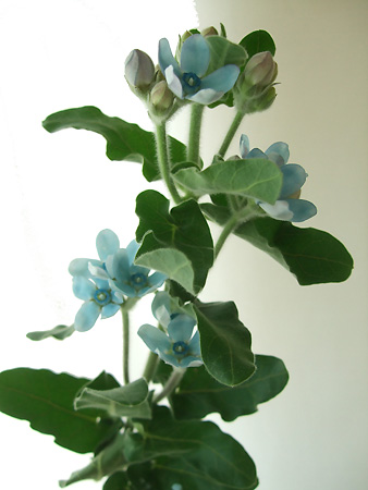 生花 ブルースター ピュアブルー 丸弁 高知県 芸西など Ot 通販 はなどんやアソシエ 生花 ブルースター ピュアブルー 丸弁 高知県 芸西など Ot 通販 はなどんやアソシエ