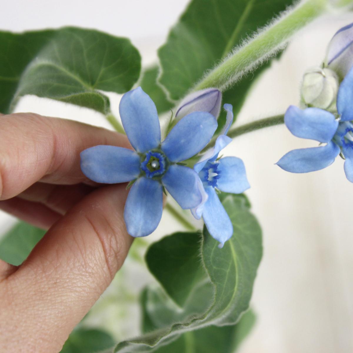 直前 ブルースター エンジェルブルー 青 大輪系 生花 通販 はなどんやアソシエ 直前 ブルースター エンジェルブルー 青 大輪系 生花 通販 はなどんやアソシエ