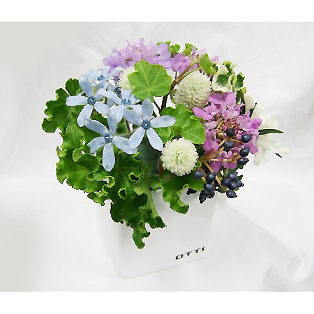 生花 ブルースター など青い花 通販 はなどんやアソシエ 生花 ブルースター など青い花 通販 はなどんやアソシエ