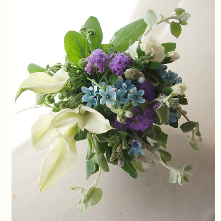 生花 ブルースター ピュアブルー 丸弁 今週のおとく 通販 はなどんやアソシエ 生花 ブルースター ピュアブルー 丸弁 今週のおとく 通販 はなどんやアソシエ