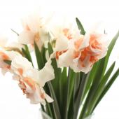 生花】ラッパ水仙 レプリート(白×オレンジ系八重咲き)※入荷少 JAあが