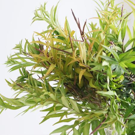 【08直前!】丁子草  アキアカネ　70cm　山形県西部営農