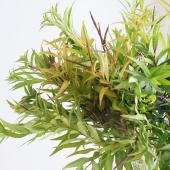 ※販売期間外※【生花】丁子草  アキアカネ　70cm　山形県西部営農