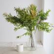 【生花】丁子草  アキアカネ　70cm　山形県西部営農