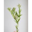 【生花】丁子草  アキアカネ　70cm　山形県西部営農