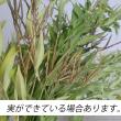 【生花】丁子草  アキアカネ　70cm　山形県西部営農