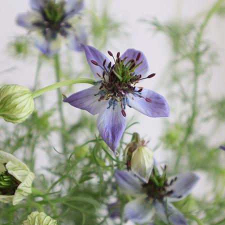 生花】中里さんのニゲラ パピローサ キュリオシティ(ブルー系) - 花材