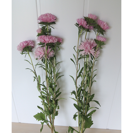 生花】三豊の大輪アスター ミスヨーロッパレシスト(ピンク)60cm - 花材