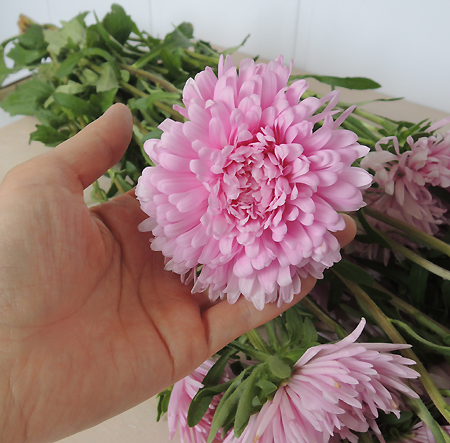生花】三豊の大輪アスター ミスヨーロッパレシスト(ピンク)60cm - 花材