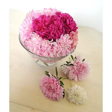 生花】三豊の大輪アスター ミスヨーロッパレシスト(ピンク)60cm - 花材