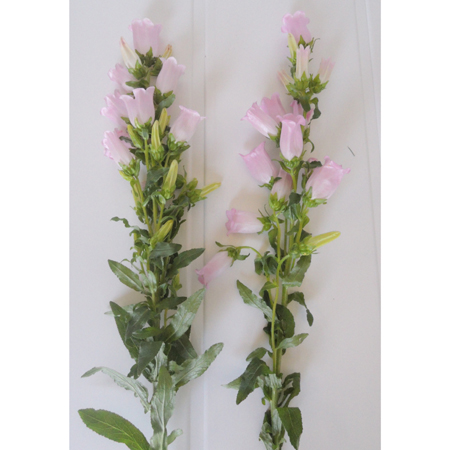 直前 カンパニュラ チャイムスカイブルー薄紫 小輪系 70cm程度 生花 通販 はなどんやアソシエ 直前 カンパニュラ チャイムスカイブルー薄紫 小輪系 70cm程度 生花 通販 はなどんやアソシエ