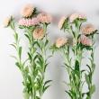 【生花】大輪アスター マッシュサーモンSP   60〜70cm程度※入荷少★初入荷
