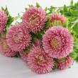 【生花】大輪アスター マッシュサーモンSP   60〜70cm程度※入荷少★初入荷