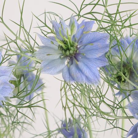 直前0531 中里園芸のニゲラ ブルー系 品種おまかせ 入荷少 通販 はなどんやアソシエ