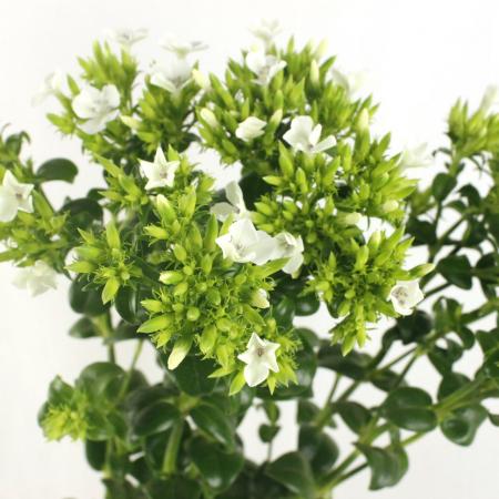 【生花】中里園芸のハマナデシコ　グリーンスパーク(白花付き)